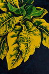 Croto amarillo 97x140 cm