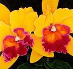 Orquidea Turrialba